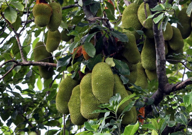 Jackfruits in Mekong Delta