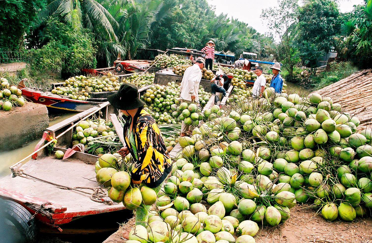 People delivering coconuts in Ben Tre