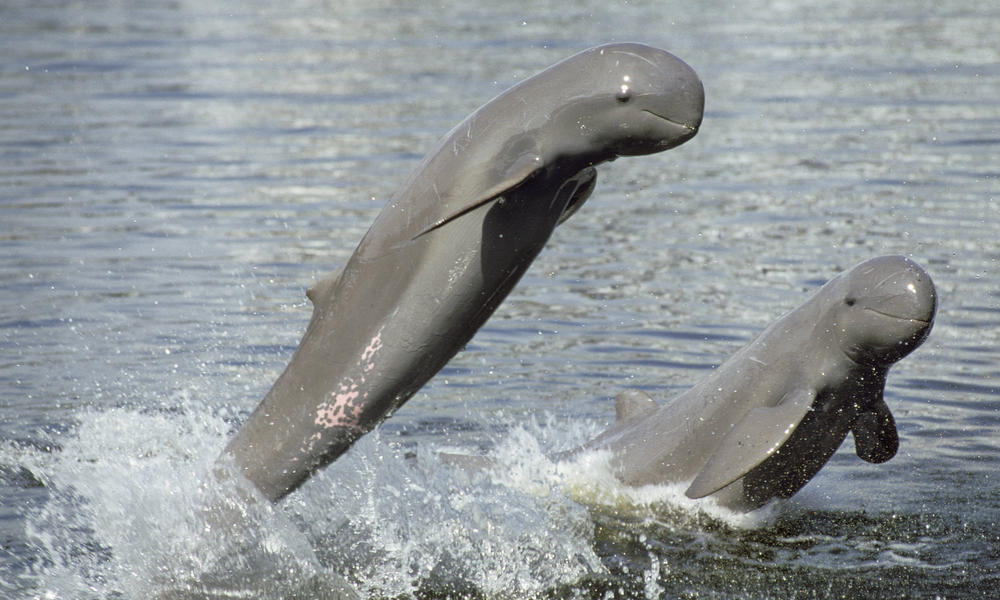 The lovely Irrawaddy dolphin