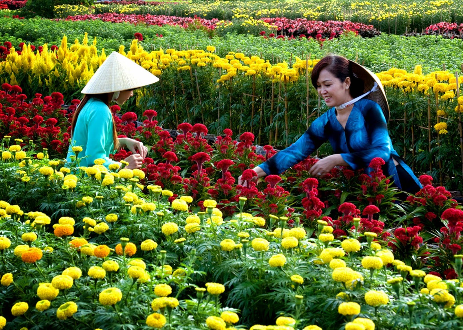 The beauty of flower villages in Sa Dec