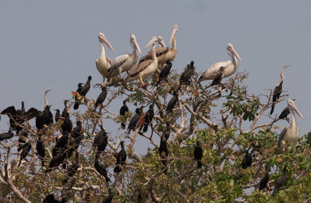 Prek Toal Bird Sanctuary