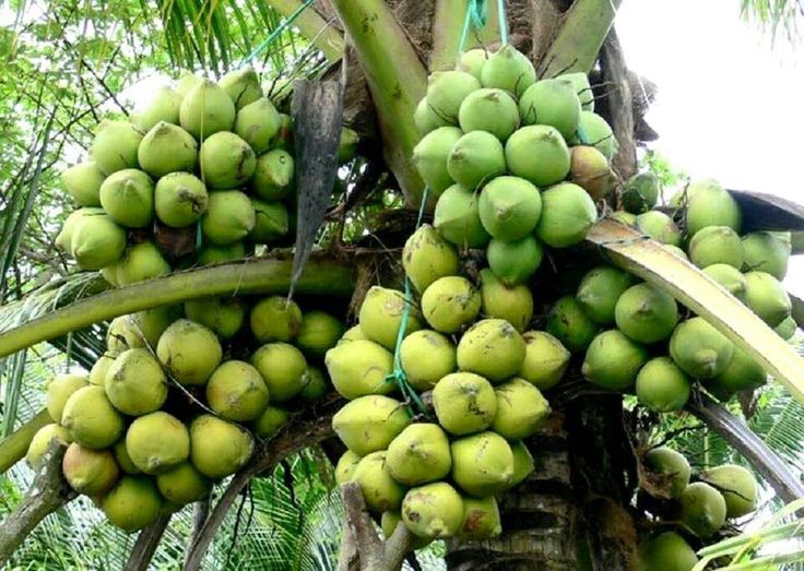 Coconut is the symbol of Ben Tre Province