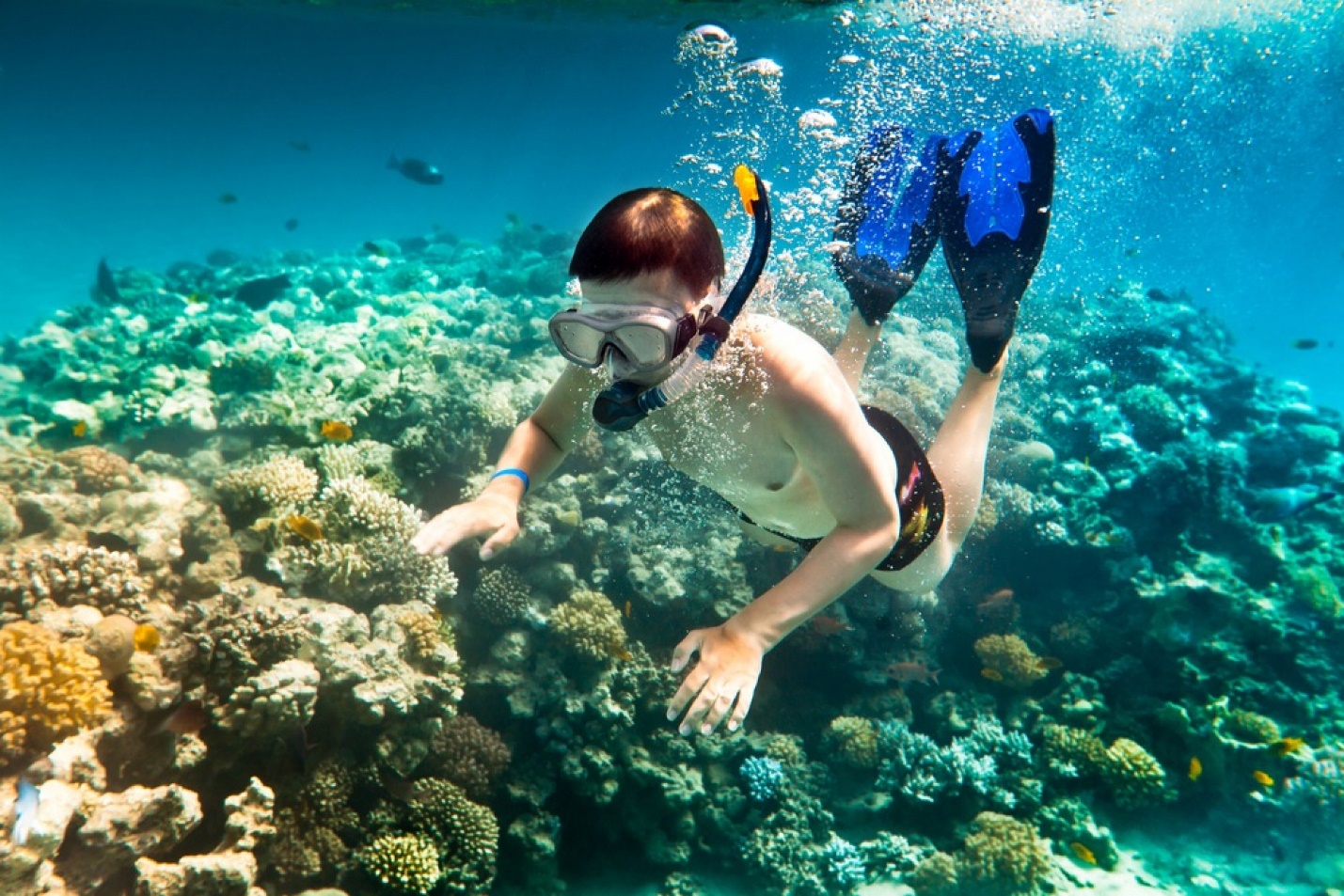 Diving to see coral- an interesting activity on Cu Lao Cham