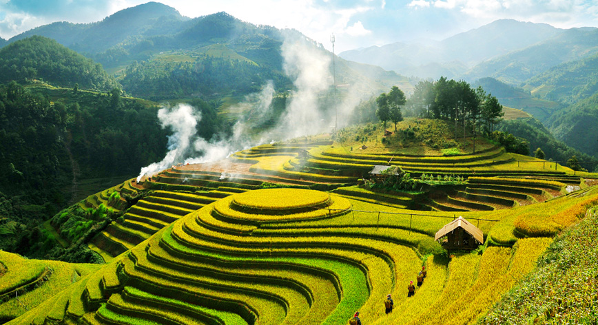 Charming yellow of Sapa terrace fields in summer