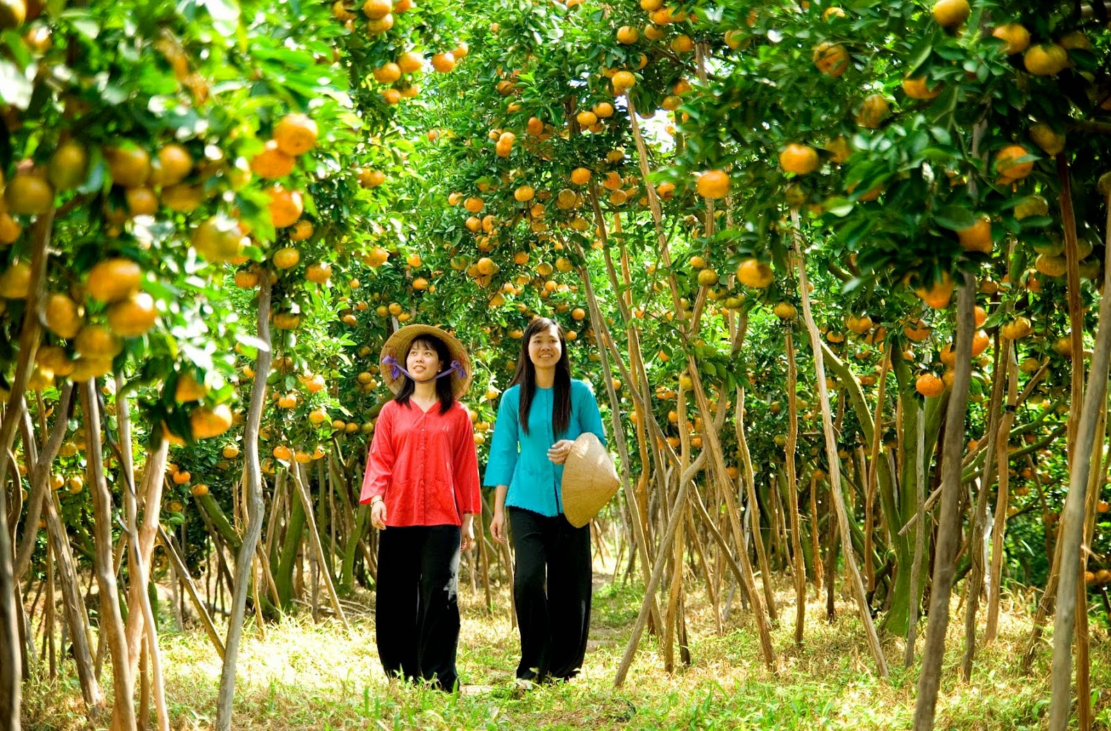 Fruit garden in Can Tho