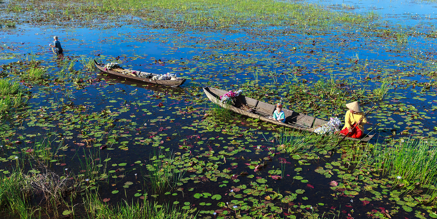 Havesting in low lying water season