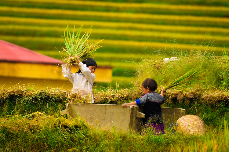 Two children are helping their parents harvest rice