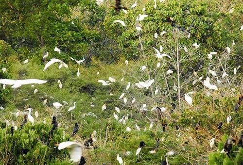 Exploring Vam Ho bird garden in Ben Tre
