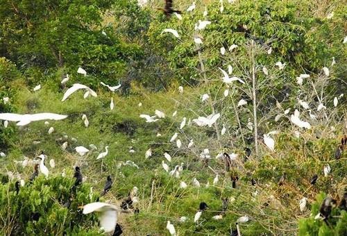 Exploring Vam Ho bird garden in Ben Tre 