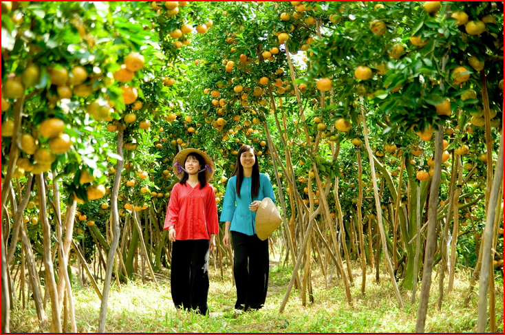 Fruits in a harvest in Mekong Delta