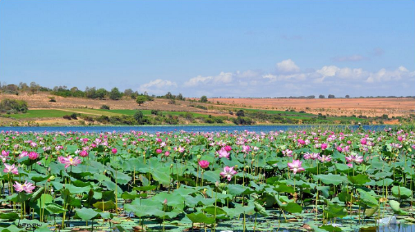 Lotuses in Bau Trang