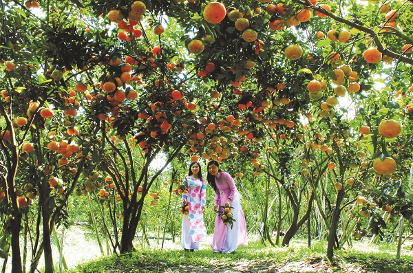 A fruit farm in an islet on Mekong Delta side