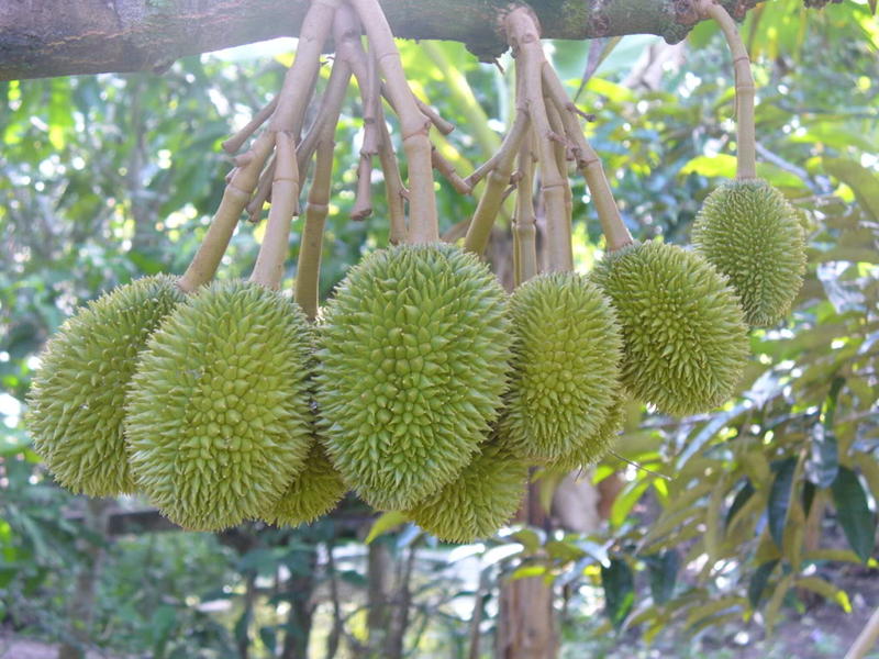 Cai Mon durian in Mekong delta