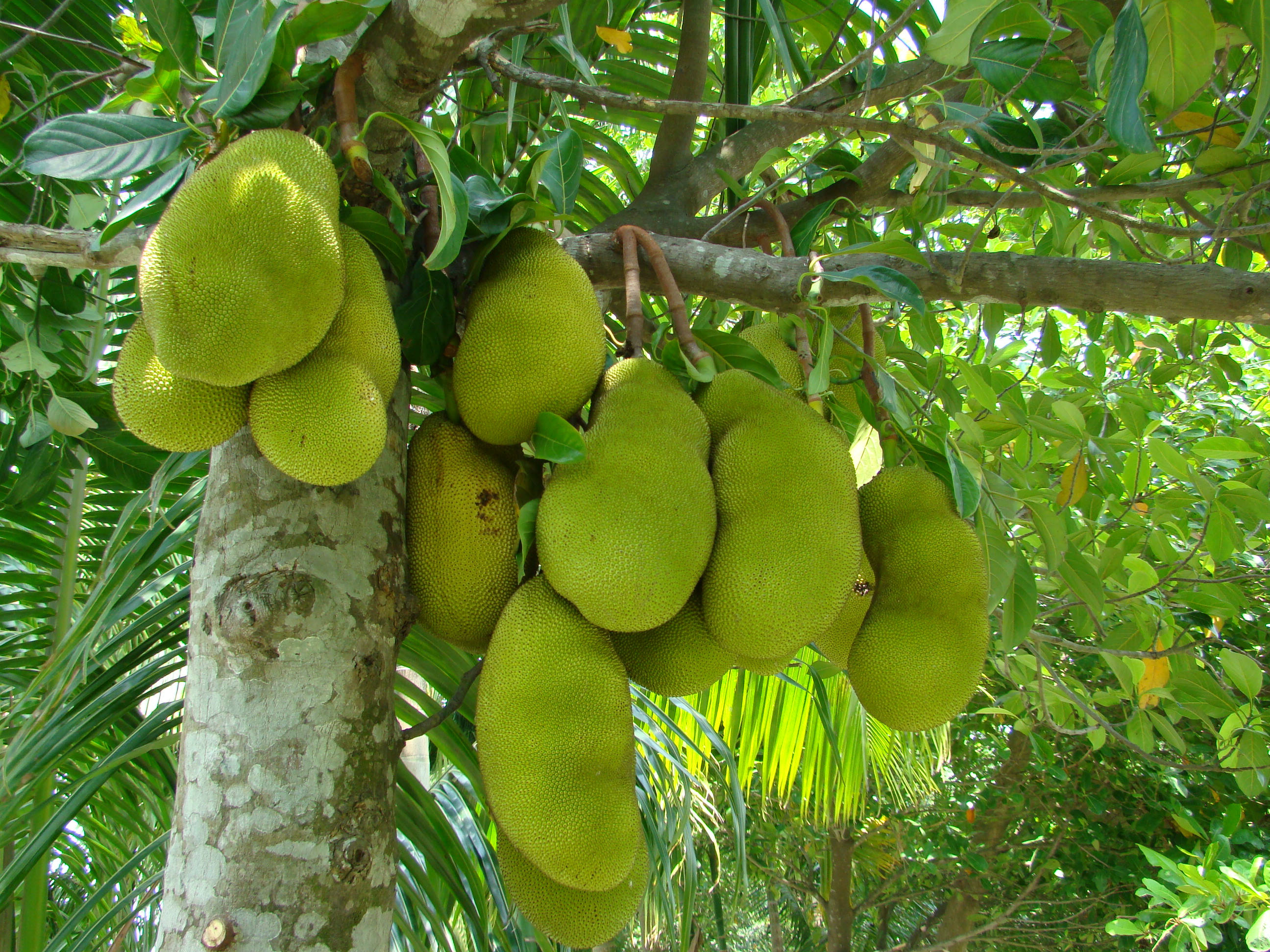 Jack fruits in Mekong delta