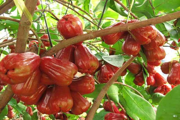 Plums at Cai Be fruit orchard