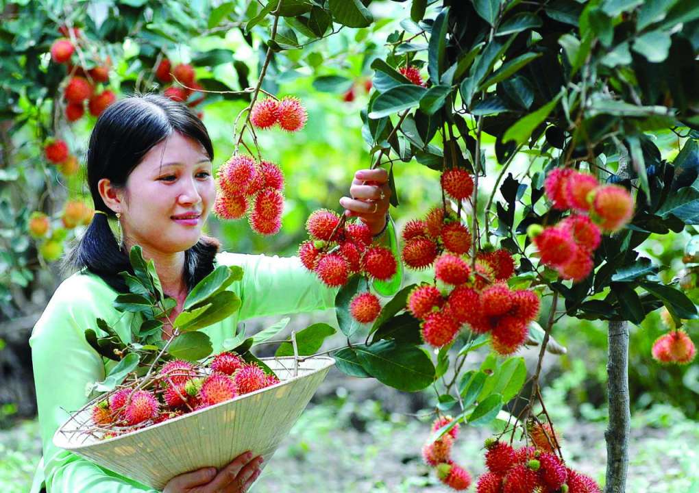 Rambutan in Vinh Long