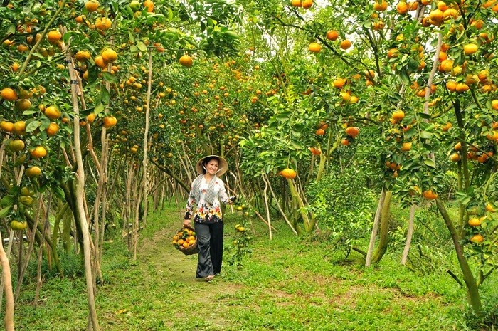 The tender beauty of Mekong delta via a fruit garden