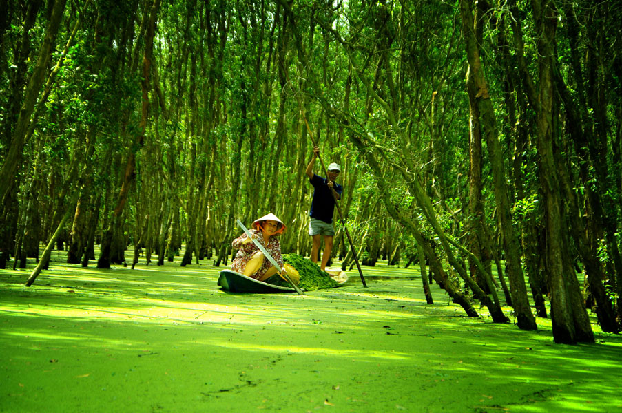 Tra Su Melaleuca Forest