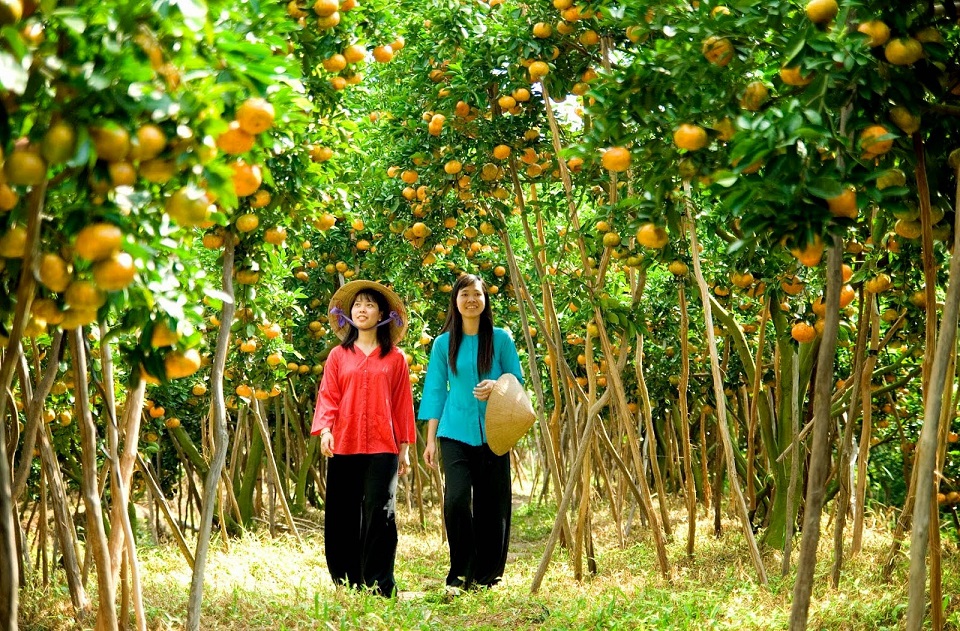 Vinh Long fruit orchards