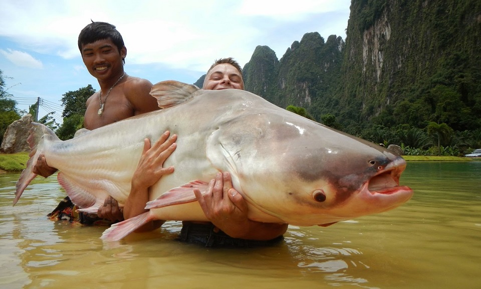 Mekong river catfish