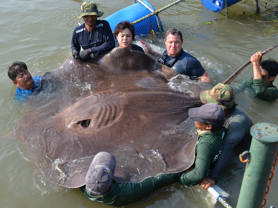 freshwater stingrays found in Mekong river