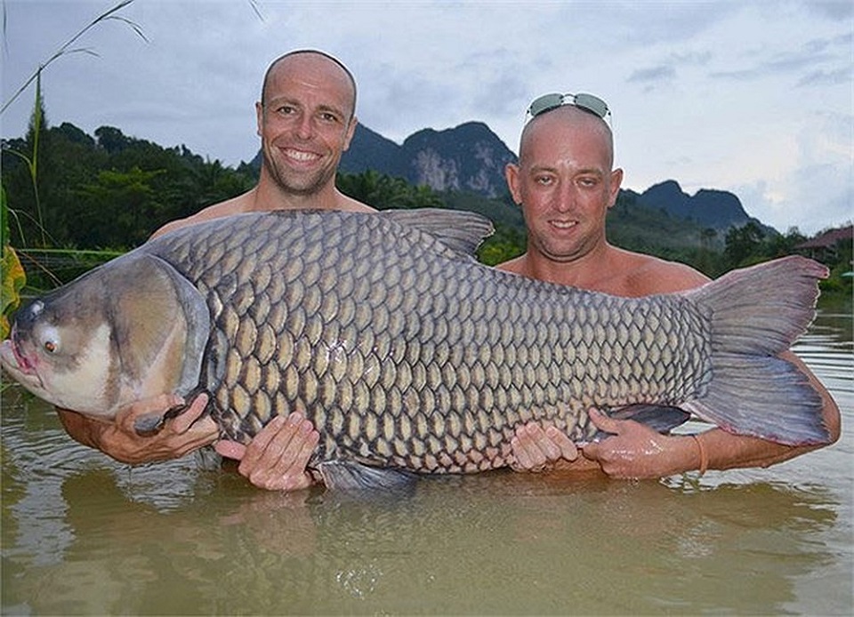 big freshwater carp