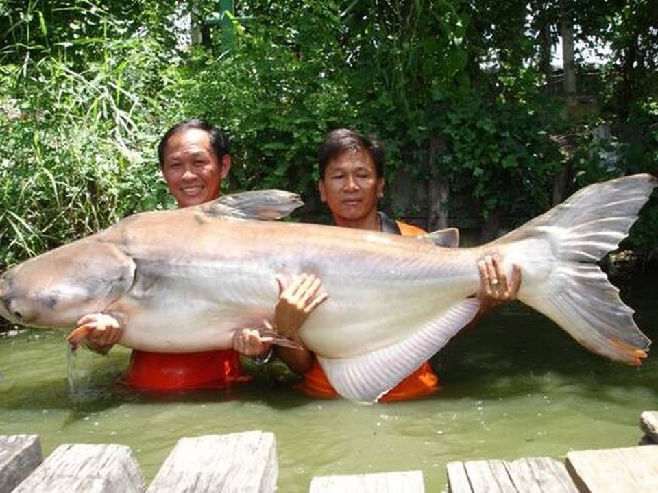 flagfish found in Vietnam