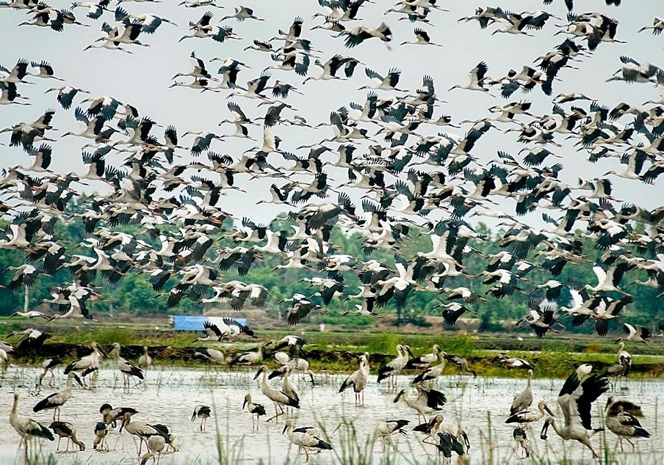 Bang Lang stork garden