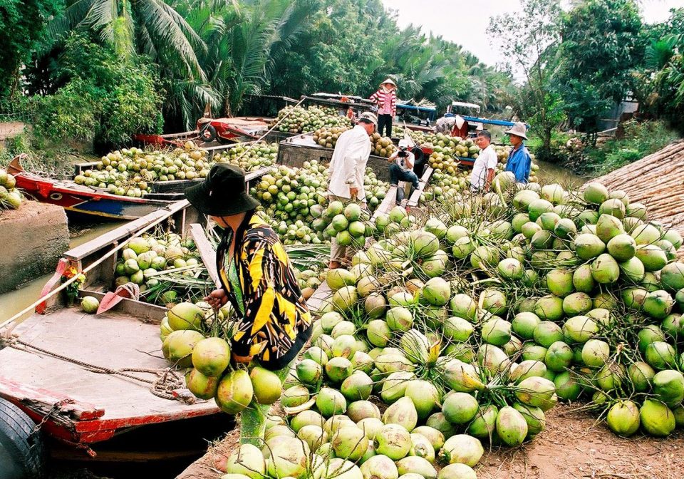 Coconut Ben Tre Vietnam