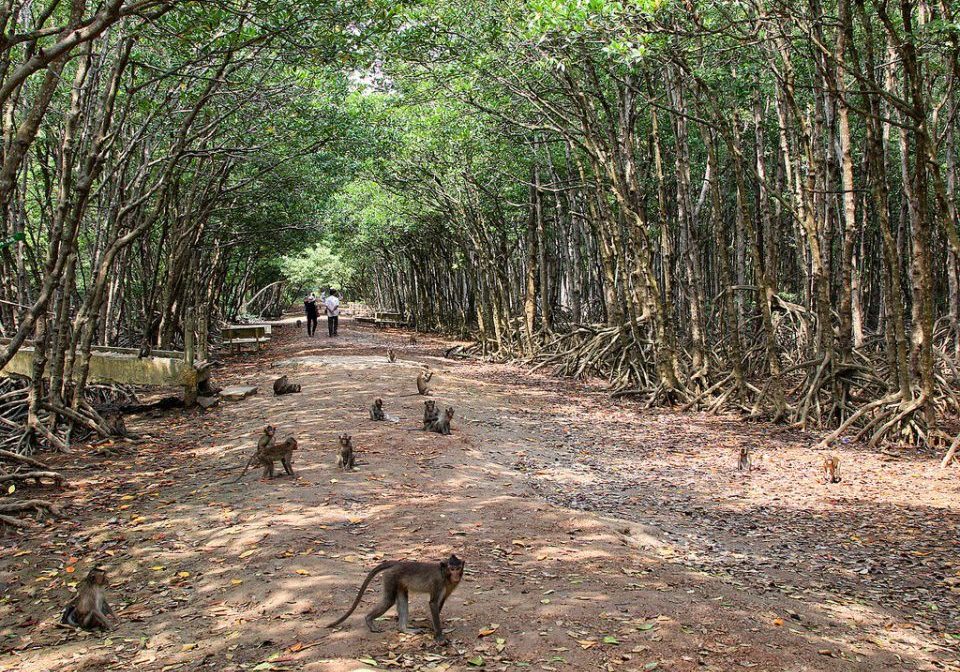 Monkey Island Can Gio Vietnam