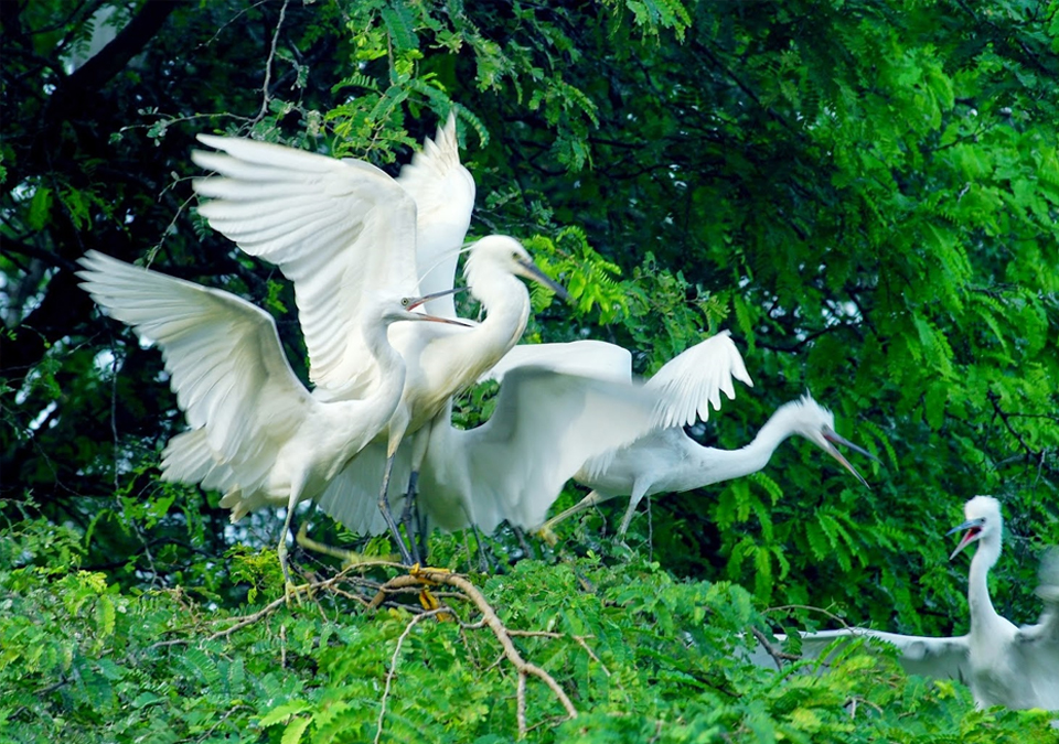 Bird garden Mekong river