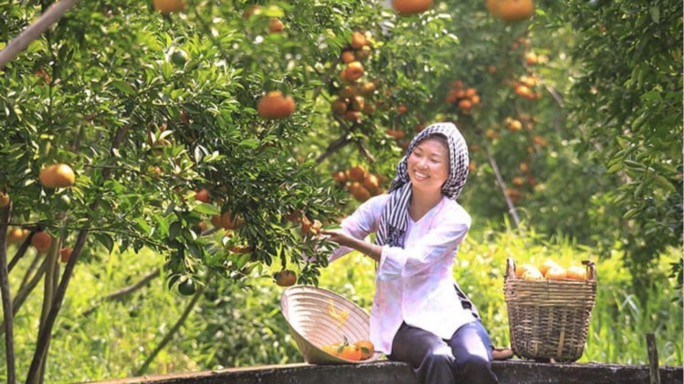 Fruit gardens in Mekong Delta