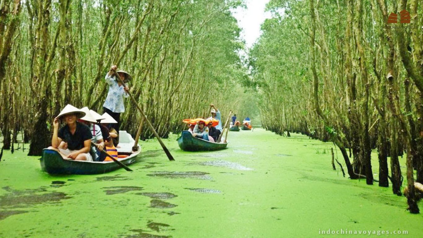 Travelers are visiting Tra Su cajuput forest by taking a 4 day mekong river cruise