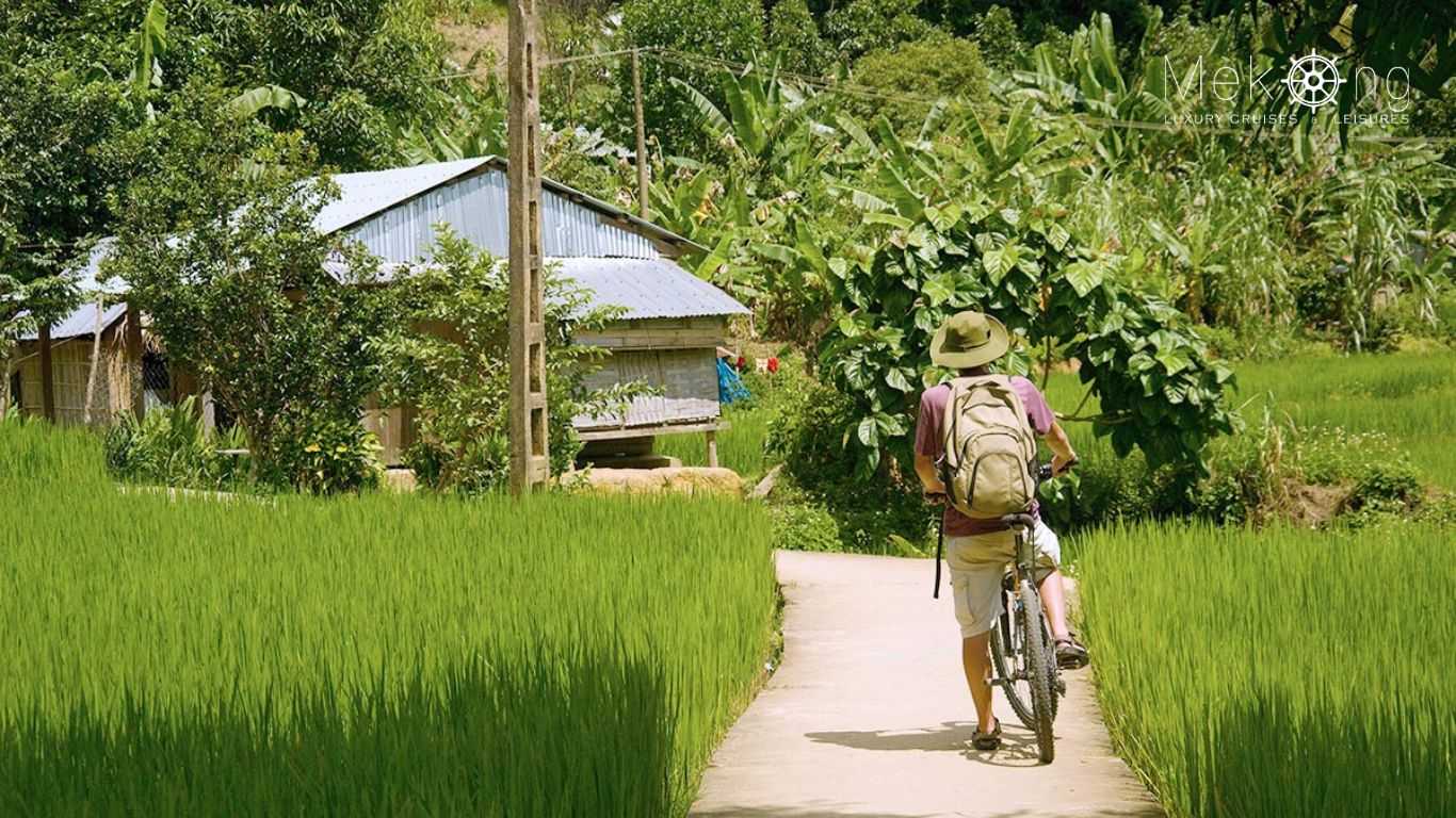 A person biking next to the rice paddies in the Mekong Delta