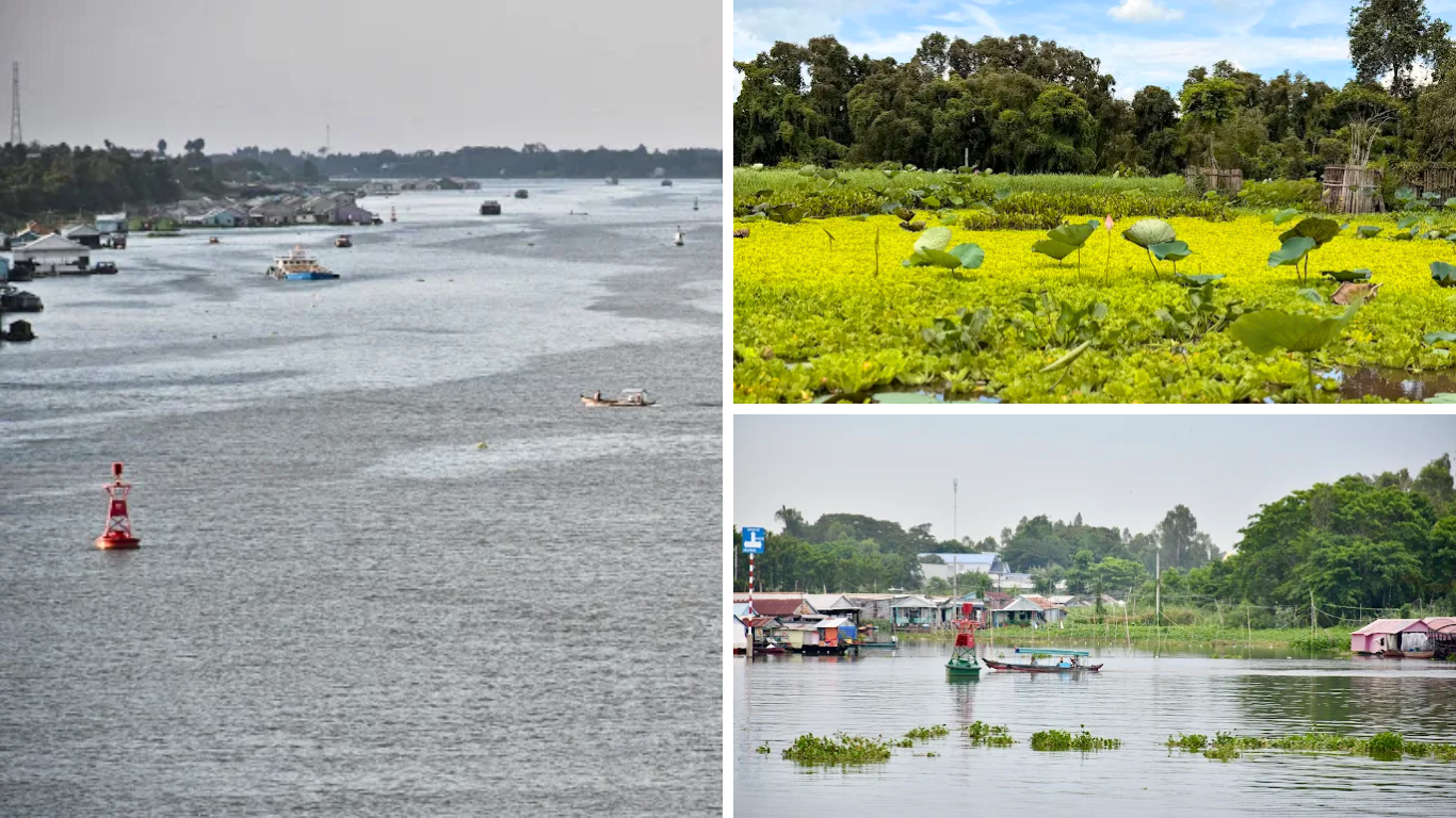 Mekong Delta in August flood season with high water river, bong dien dien flowers blooming, and floating village along the waterway