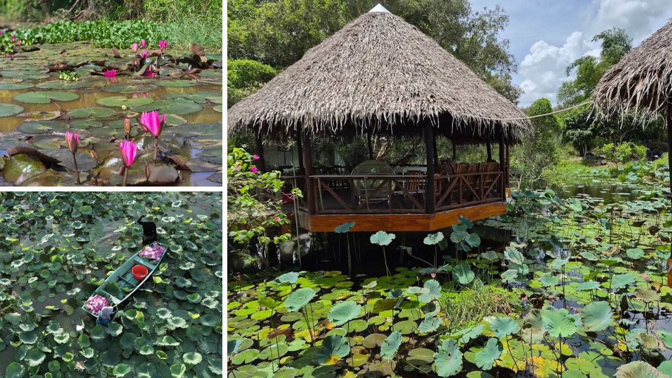 Dong Thap Muoi lotus wetlands with pink lotus flowers, a local farmer harvesting by boat, and a traditional thatched pavilion over the water in Mekong Delta Vietnam