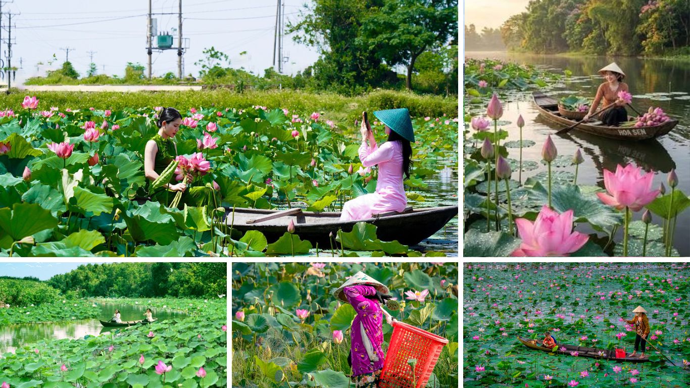 Local women in traditional ao dai rowing sampan boats and harvesting lotus flowers at Dong Thap Muoi lotus field in the Mekong Delta