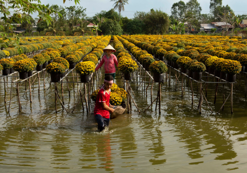 Two people wading between rows of potted yellow flowers standing in shallow water